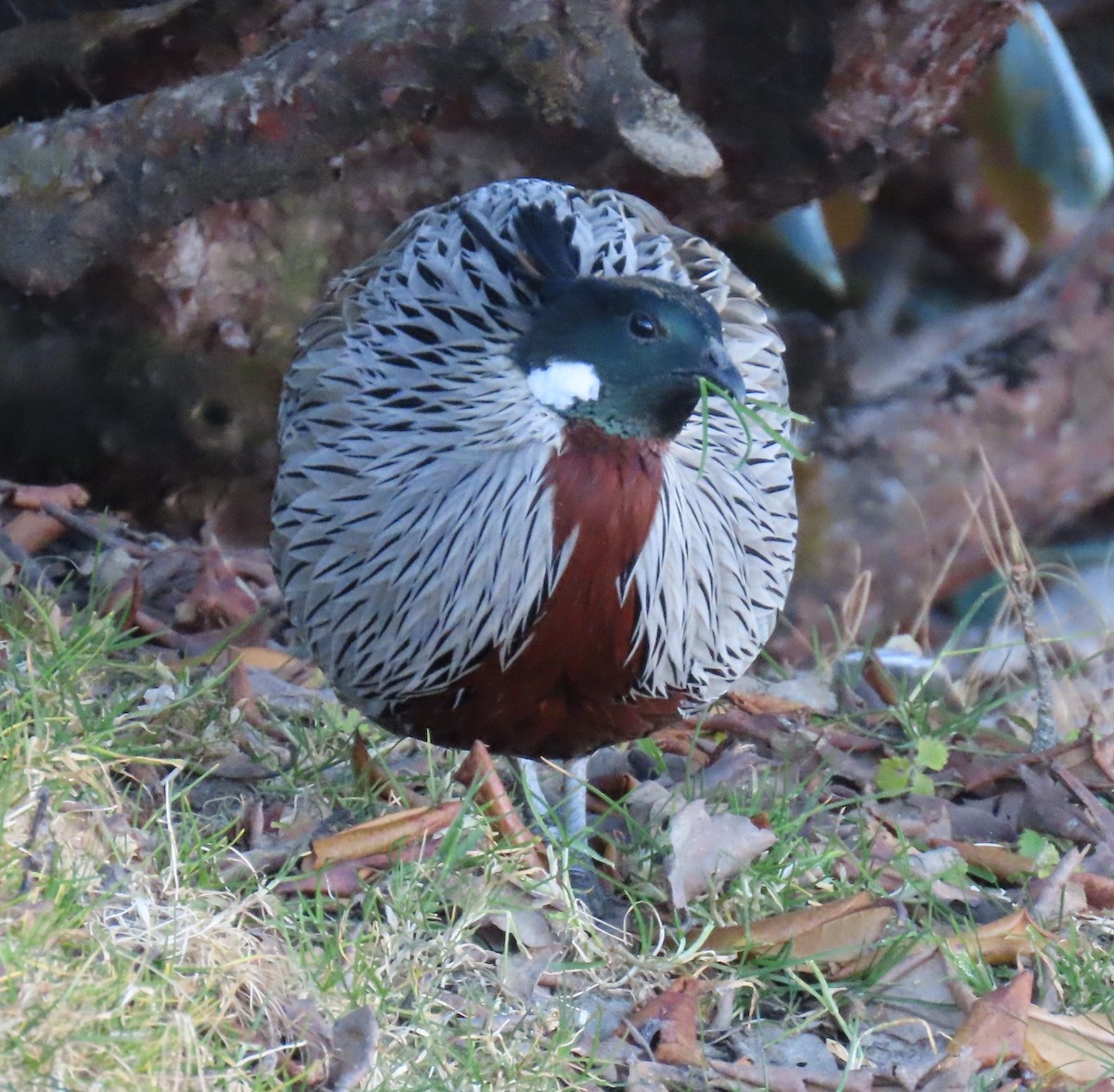 bažant chocholatý - ML645913057