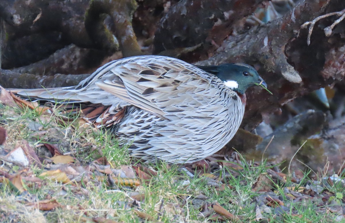 bažant chocholatý - ML645913058