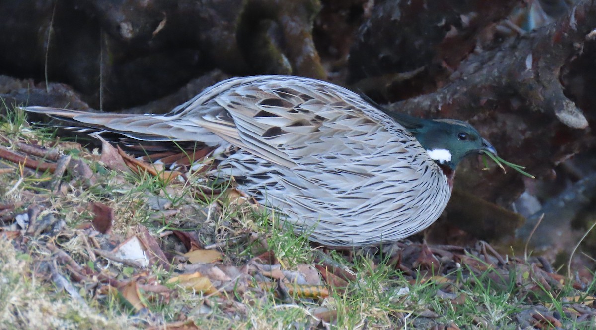 bažant chocholatý - ML645913059