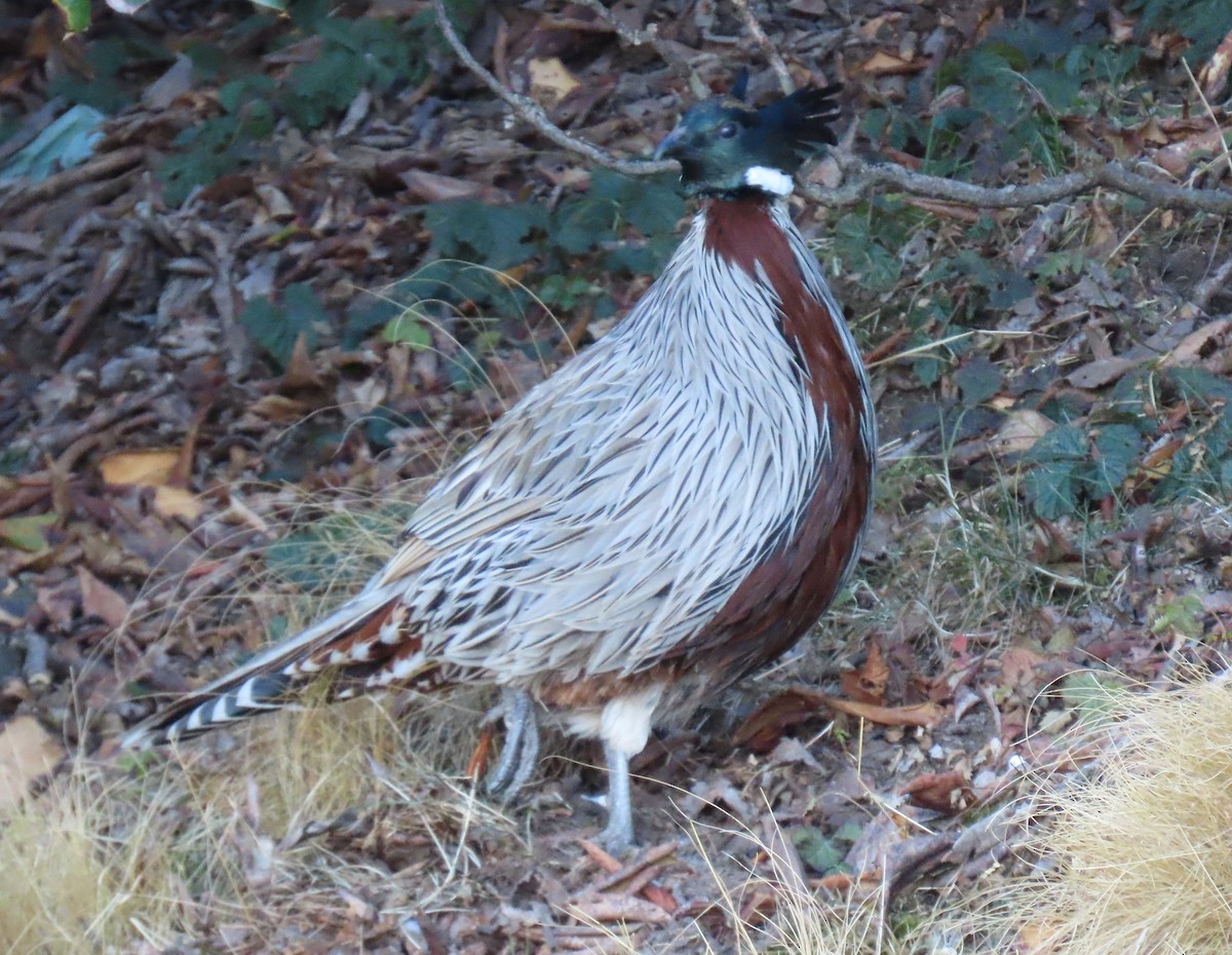 bažant chocholatý - ML645913060