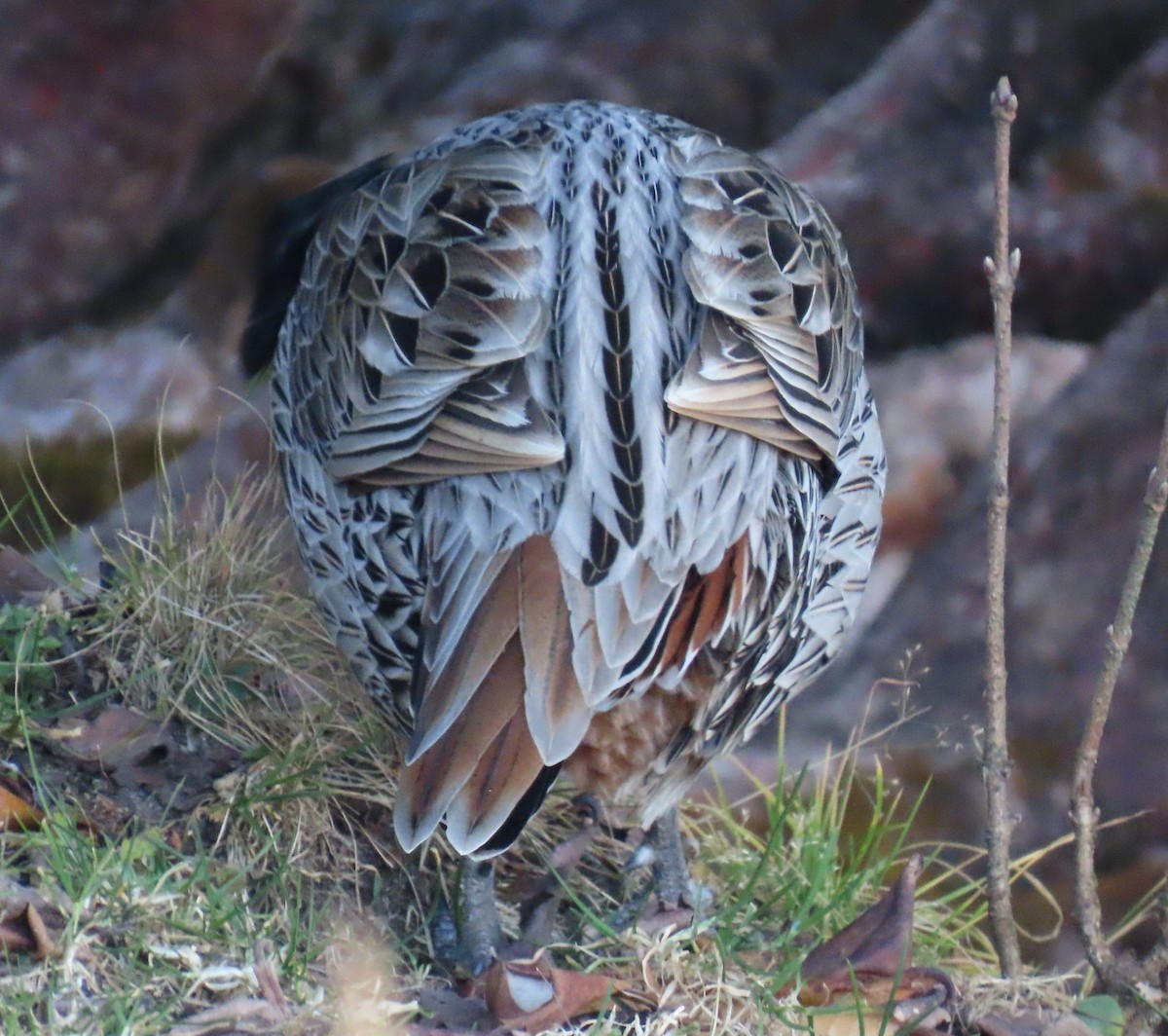 bažant chocholatý - ML645913061