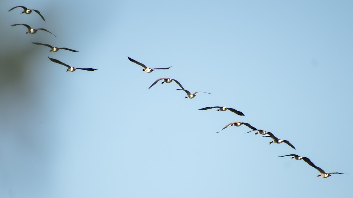 Canada Goose - ML645913066