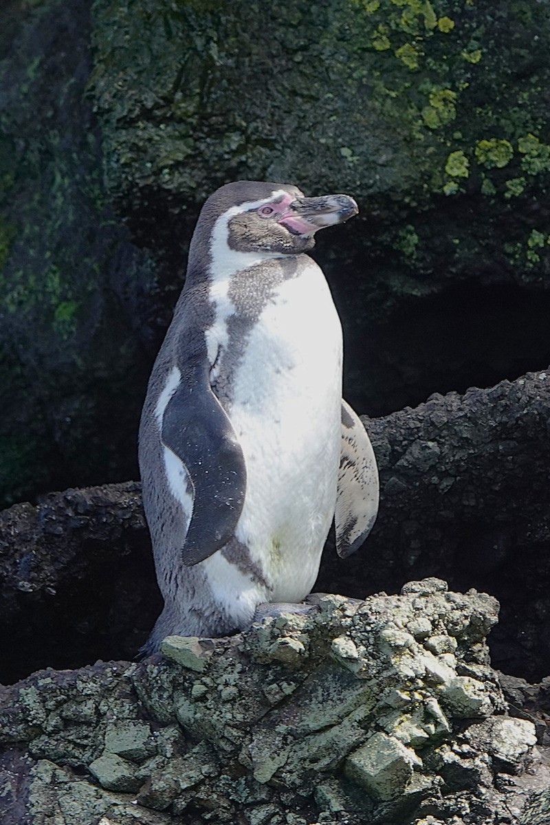 Humboldt Penguin - ML645913067