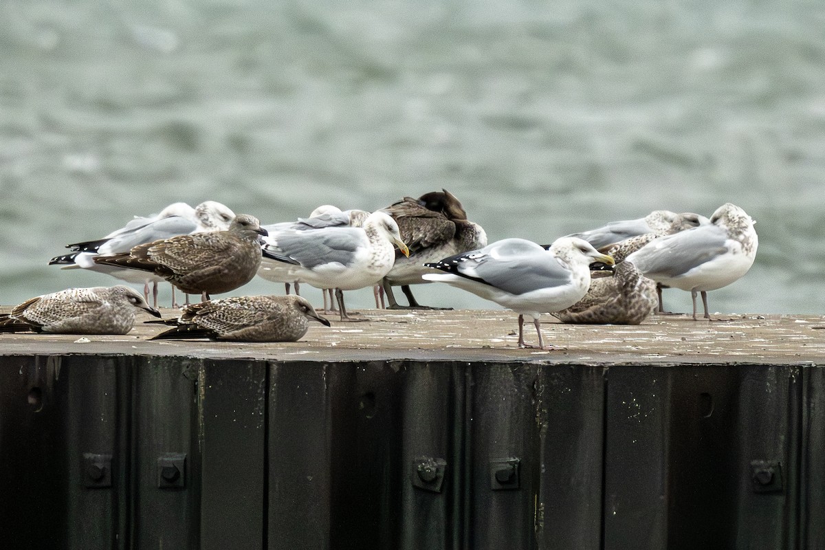 Brown Pelican - ML645913072