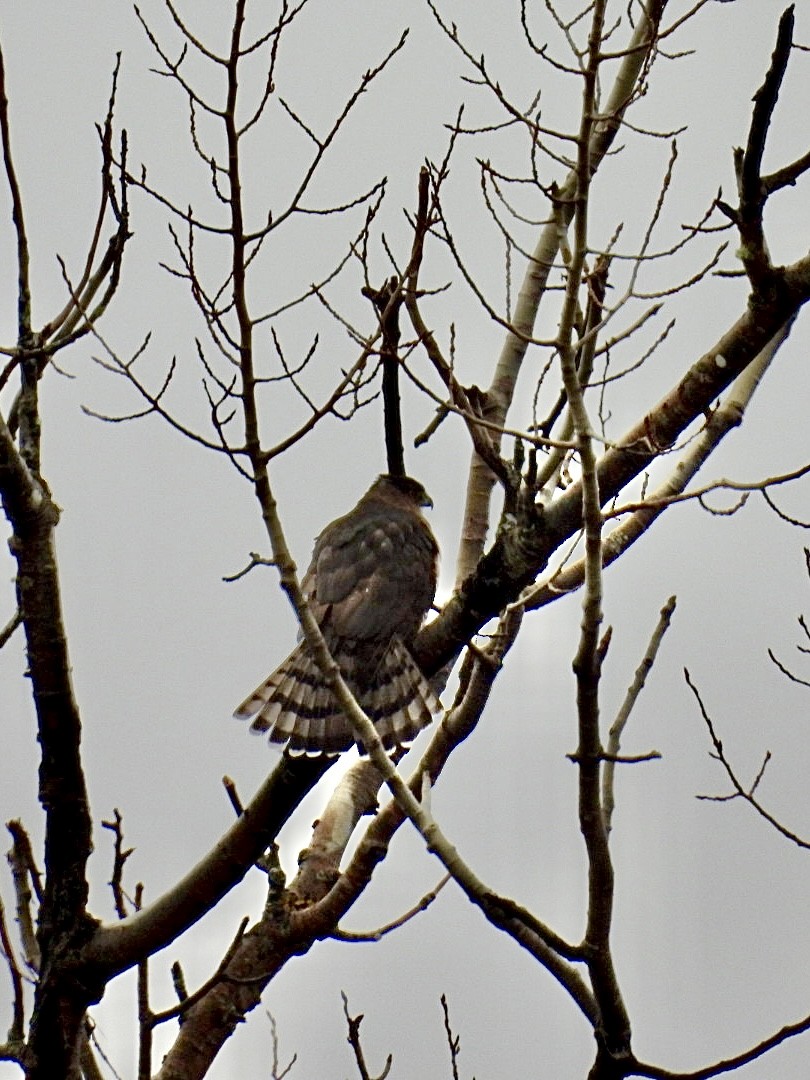 trostehauk - ML645913073