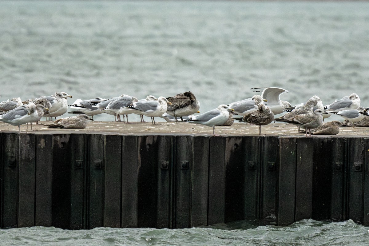 Brown Pelican - ML645913074