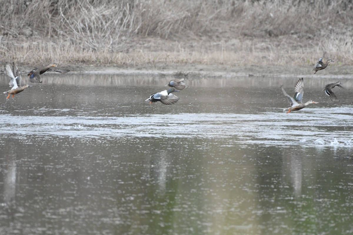 Northern Shoveler - ML645913078