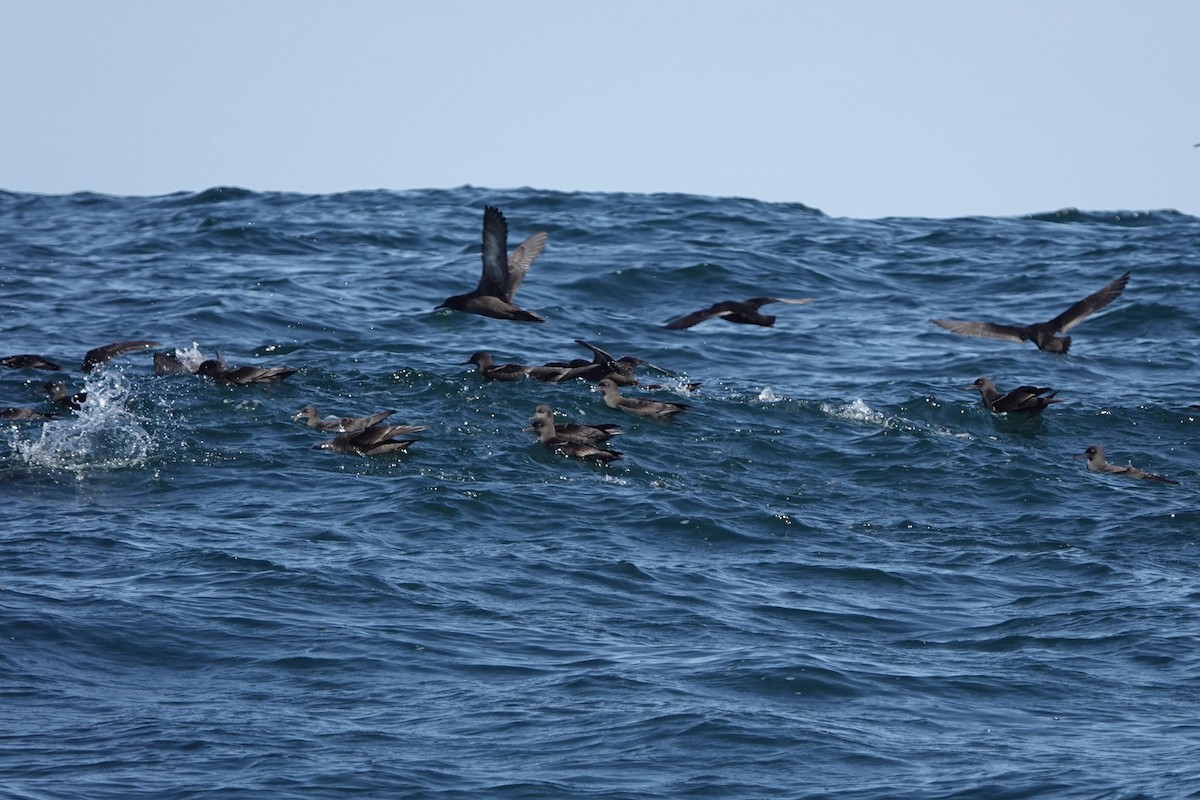 Berta grigia - ML645913091