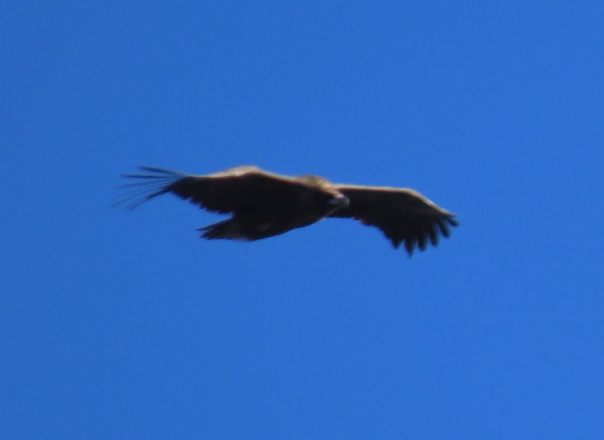 sup hnědý - ML645913092