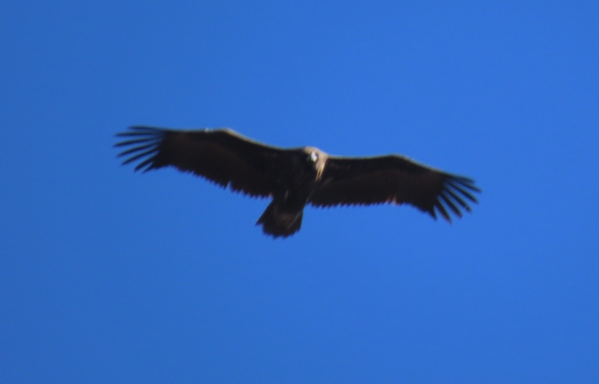 sup hnědý - ML645913094