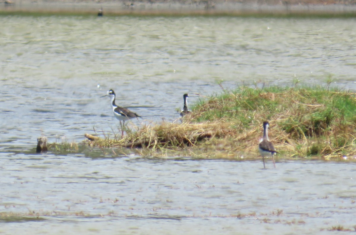 Black-necked Stilt (Black-necked) - ML645913096