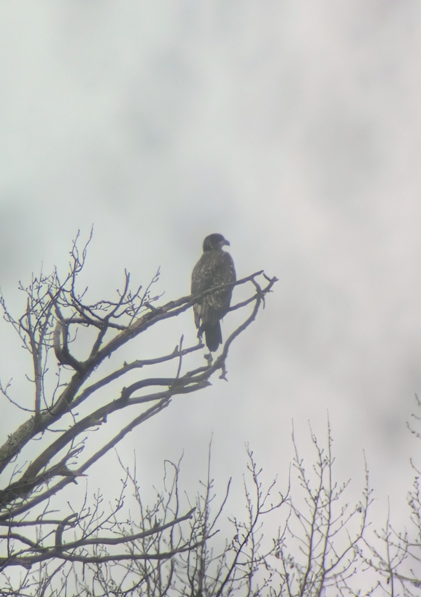 Bald Eagle - ML645913097