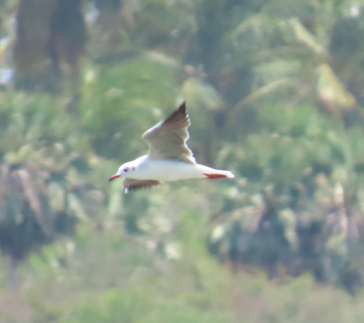 racek šedohlavý - ML645913099