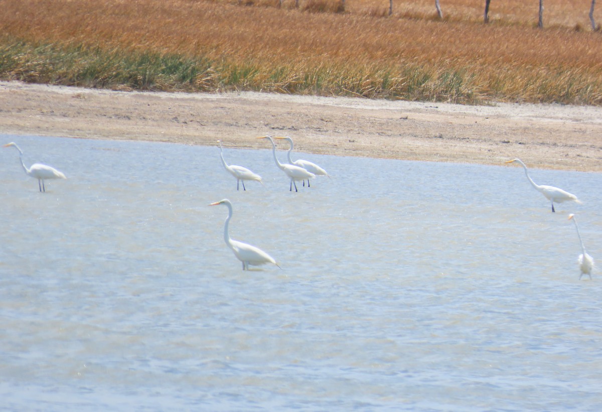 Great Egret - ML645913101