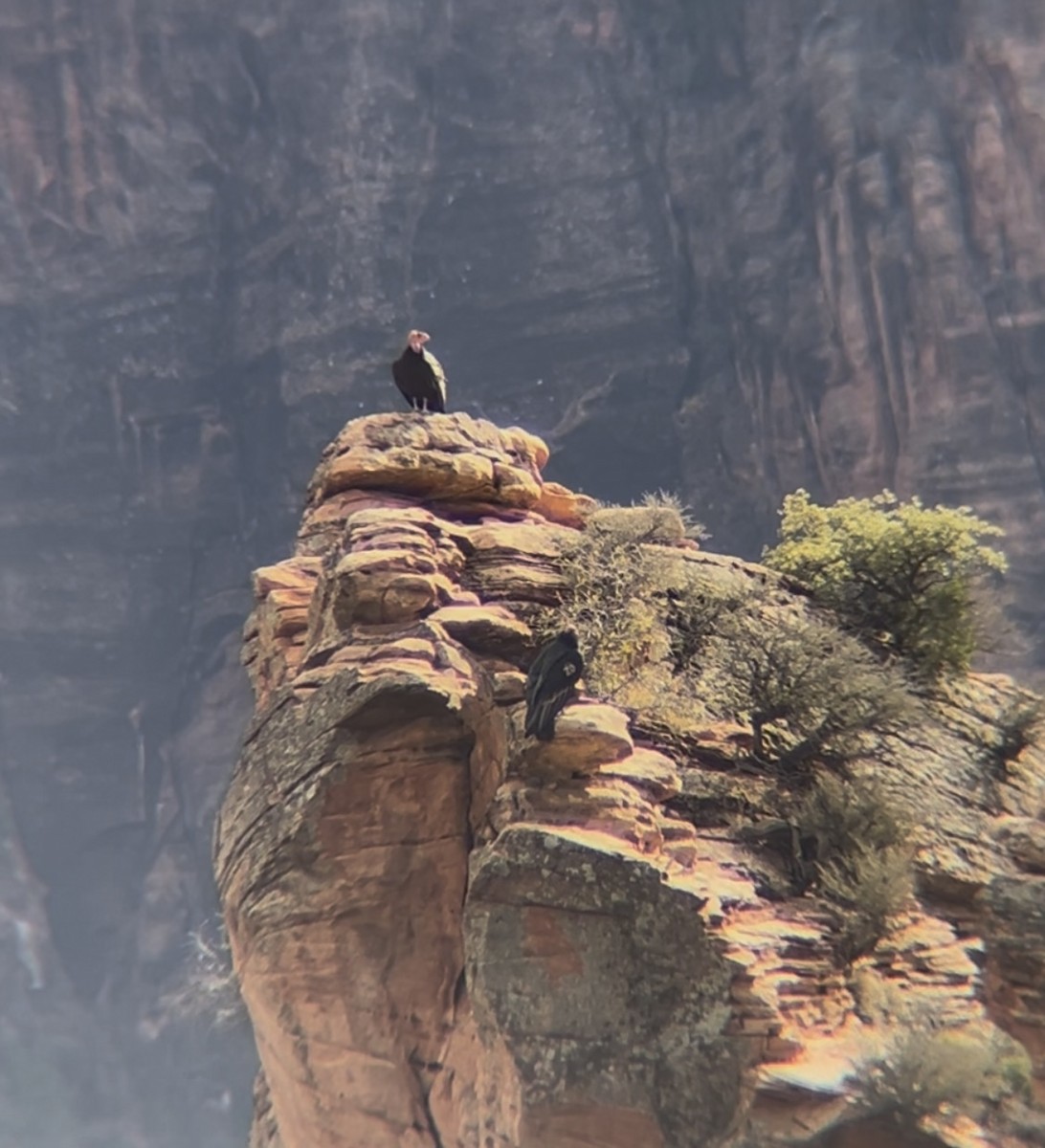 kaliforniakondor - ML645913105