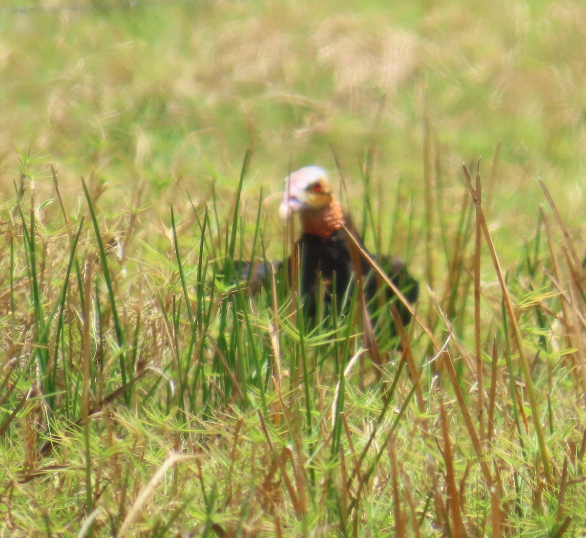 Lesser Yellow-headed Vulture - ML645913106