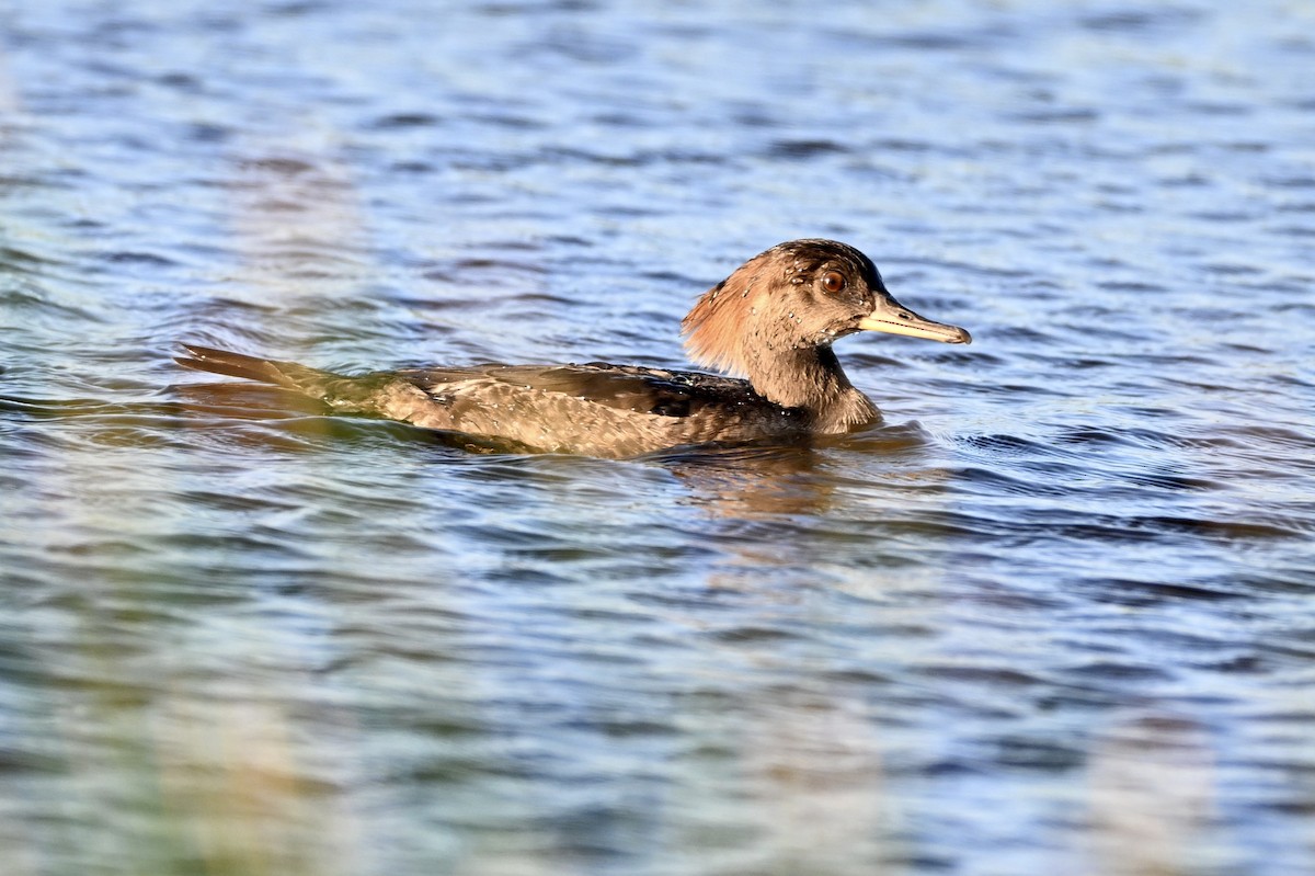 Hooded Merganser - ML645913107