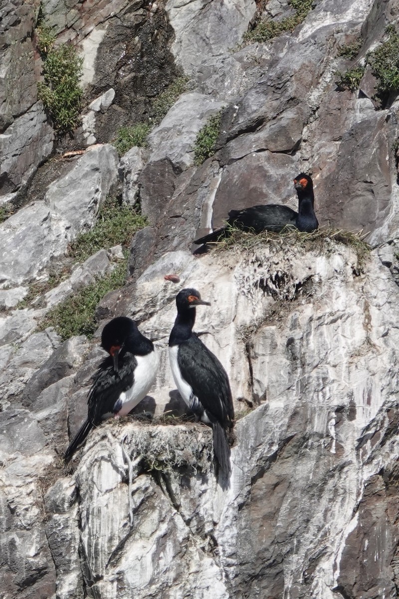 Magellanic Cormorant - ML645913110