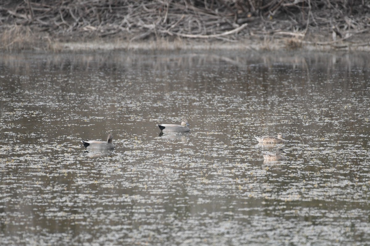 kopřivka obecná - ML645913111