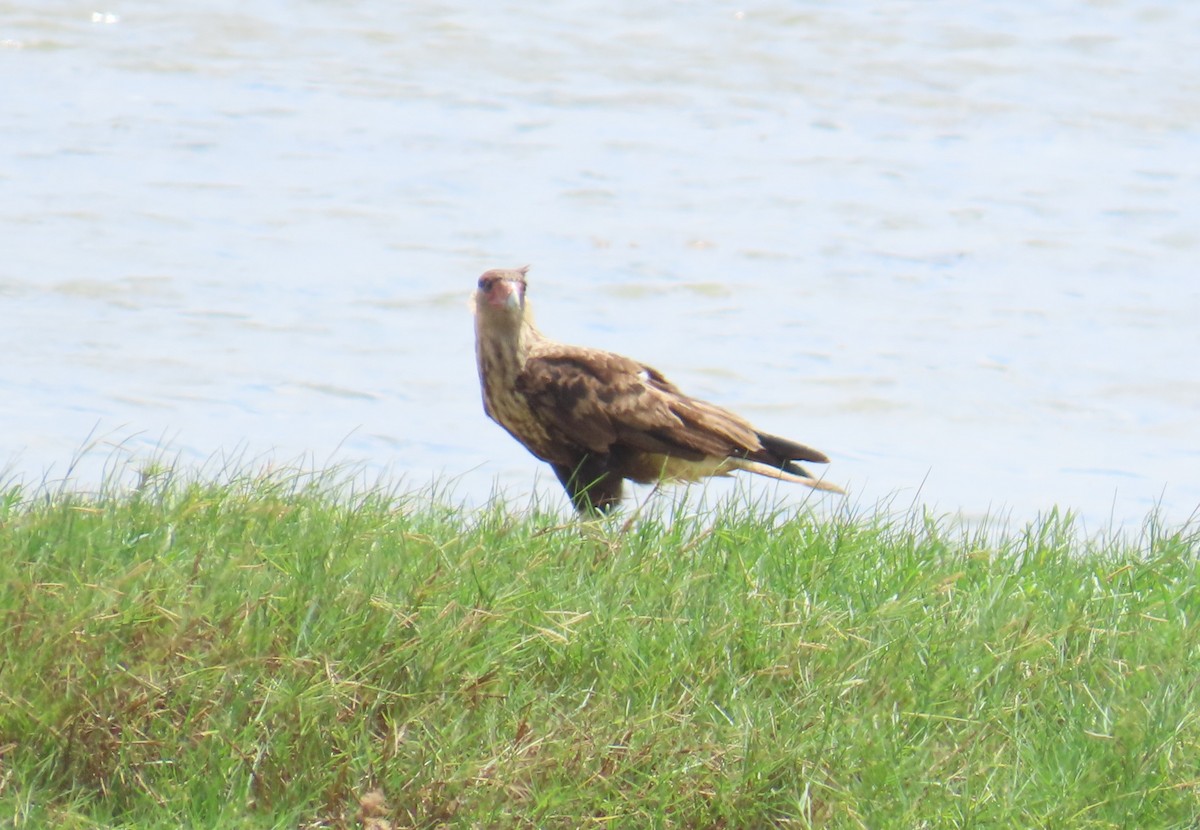 Crested Caracara - ML645913117