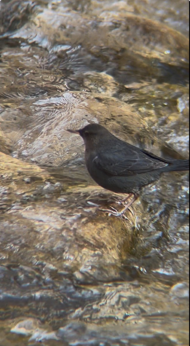 gråfossekall - ML645913118