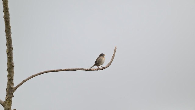 Трав’янець гострохвостий - ML645913119