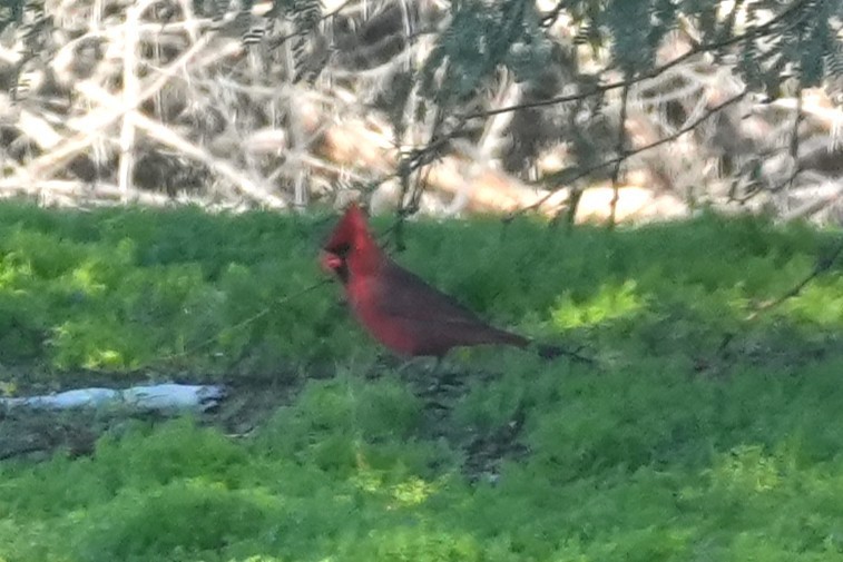 Northern Cardinal - ML645913121