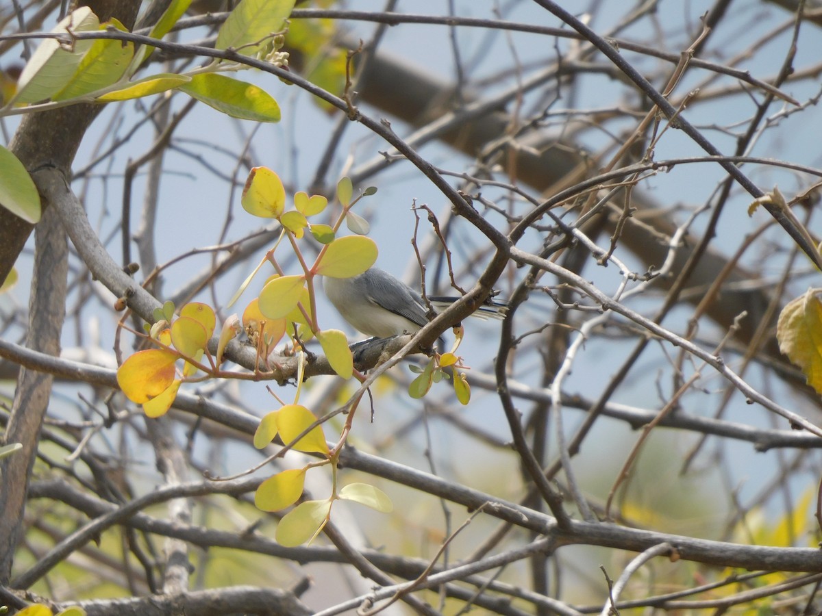 White-browed Gnatcatcher - ML645913142