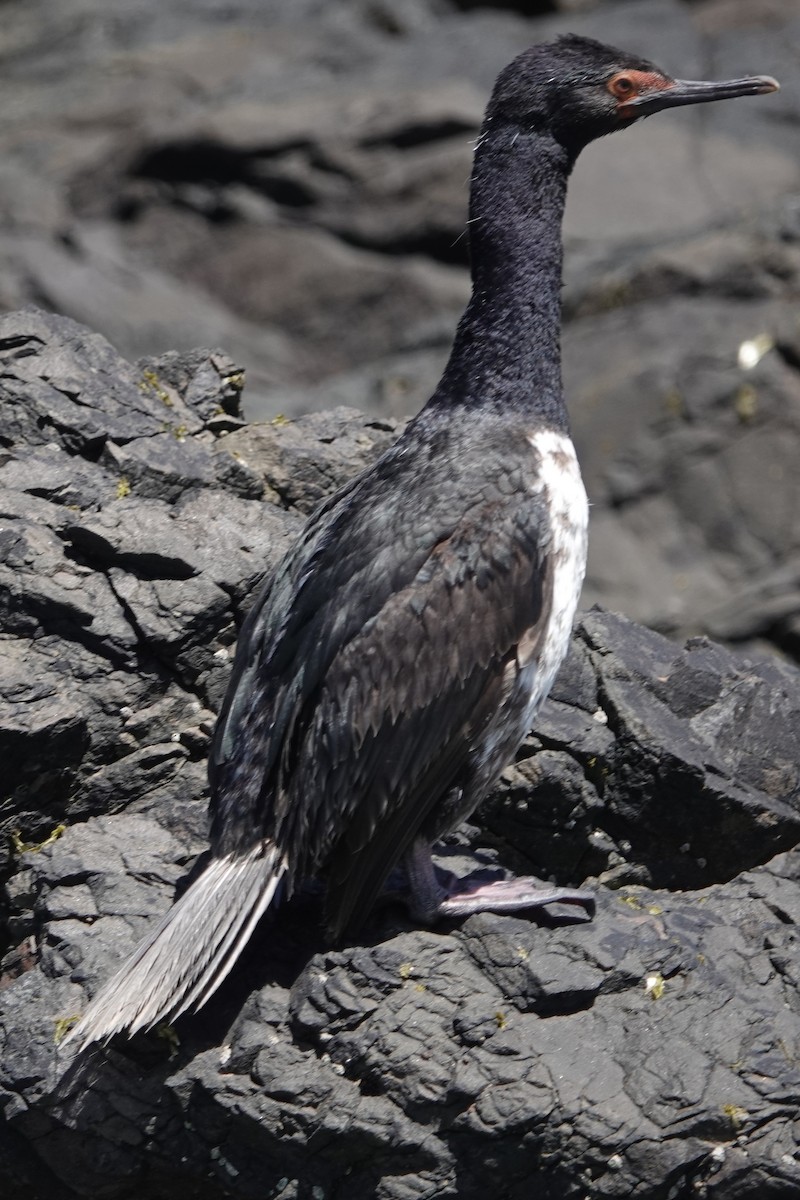Magellanic Cormorant - ML645913146