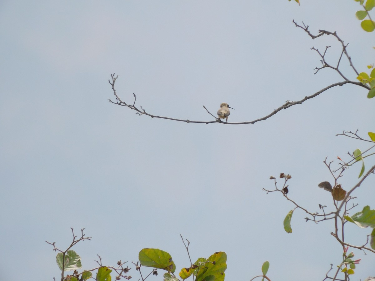 Short-tailed Woodstar - ML645913153