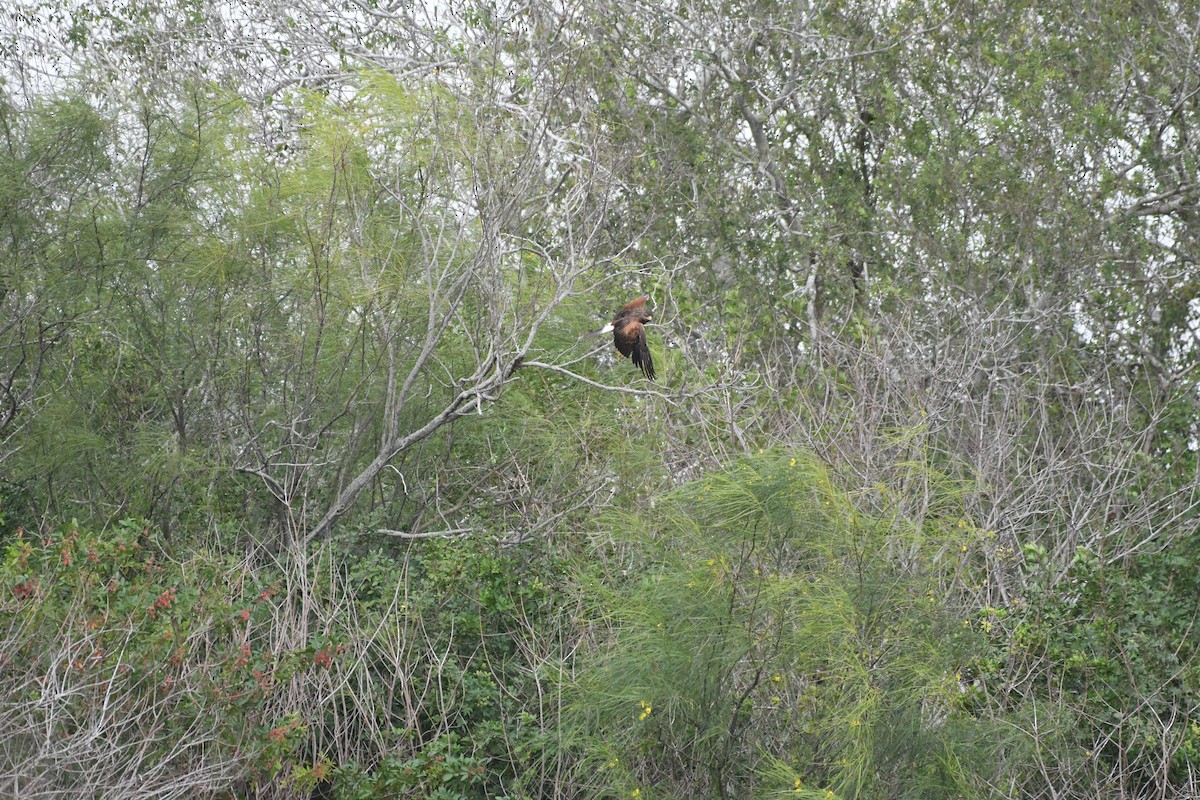 Harris's Hawk - ML645913165