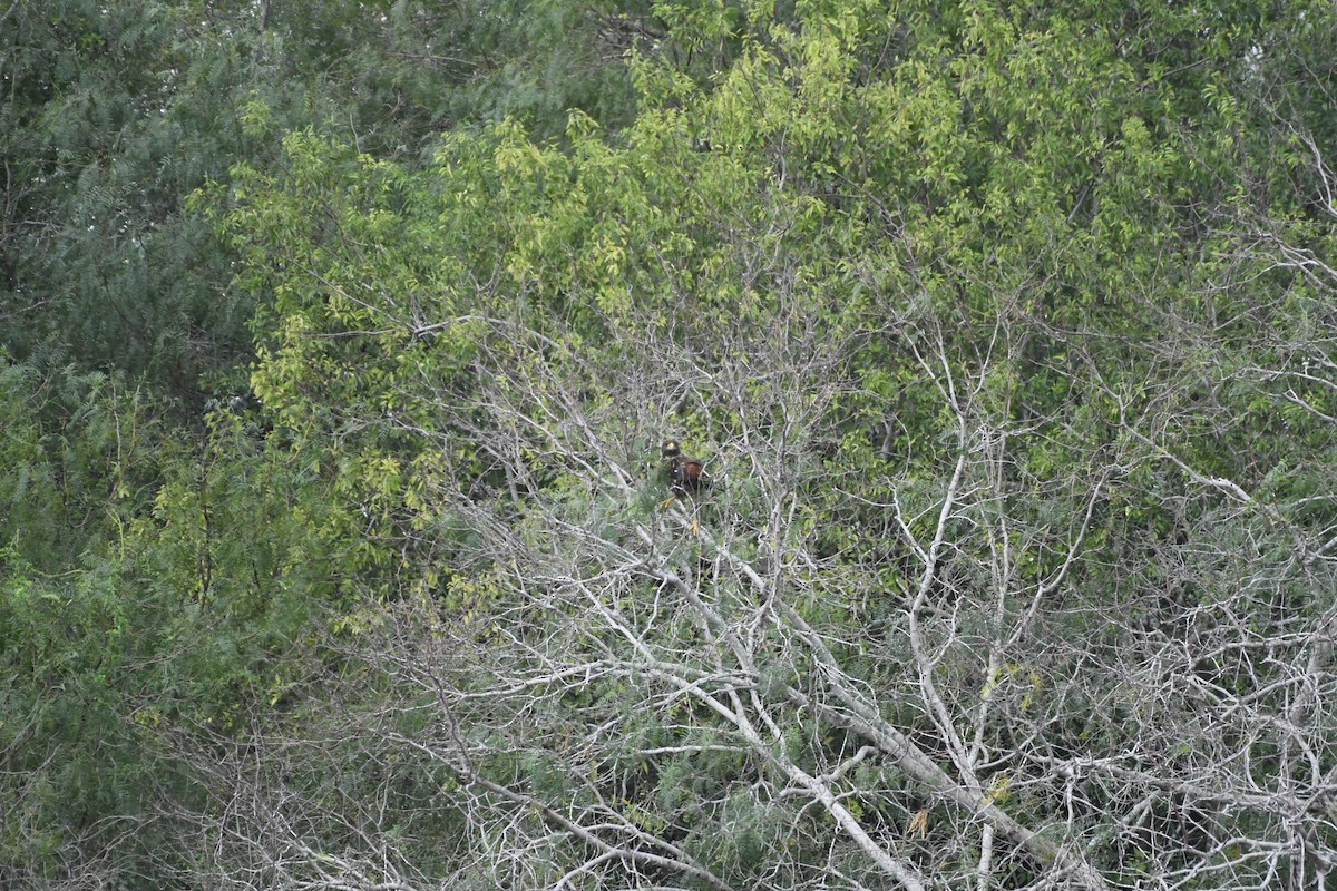 Harris's Hawk - ML645913166