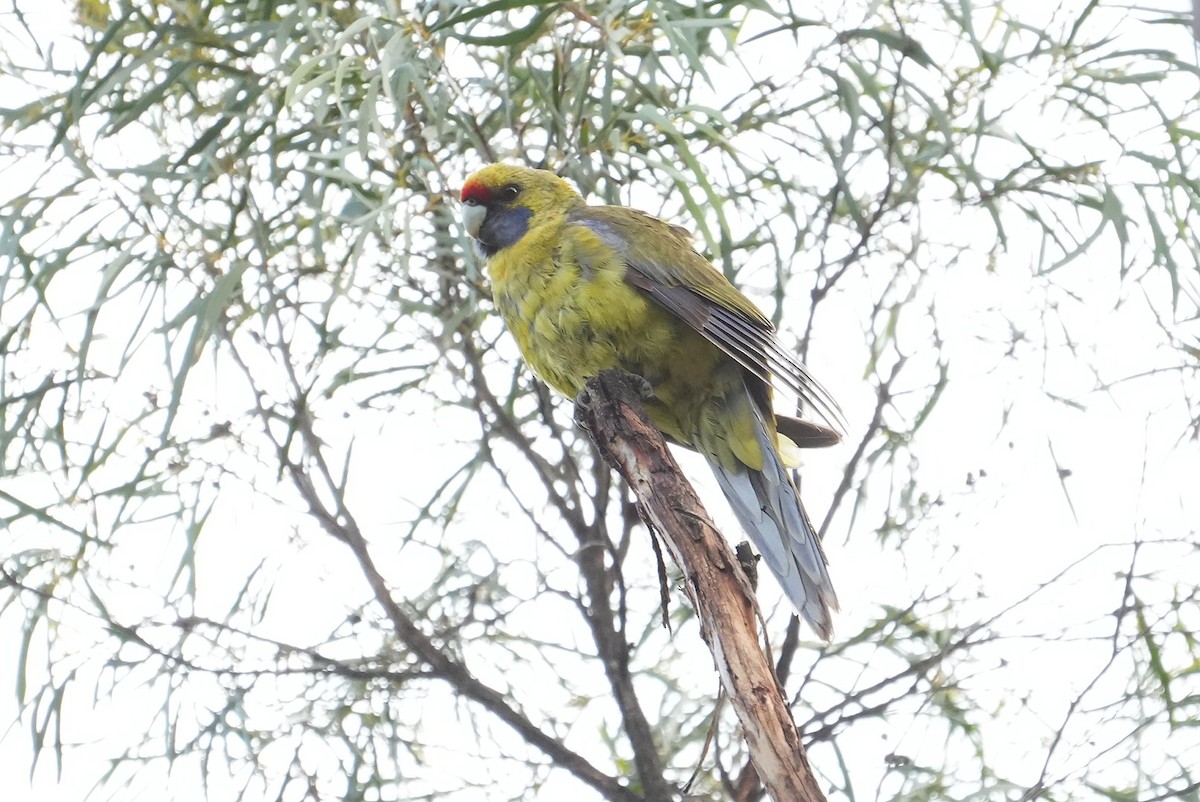 Green Rosella - ML645913168