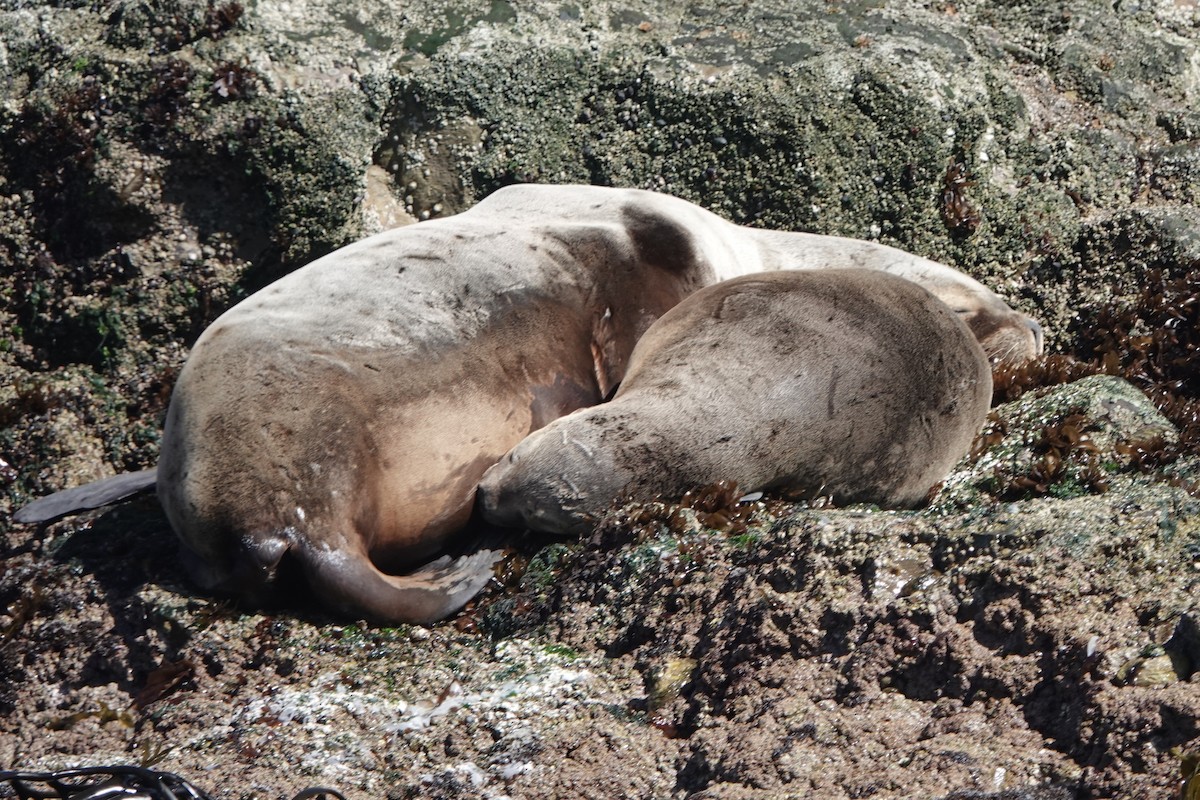 South American Sea Lion - ML645913169