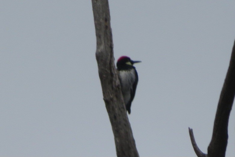 Acorn Woodpecker - ML645913171