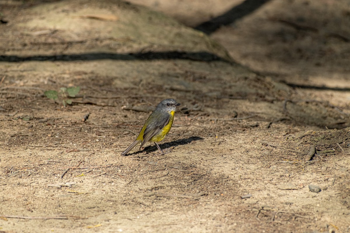 gulbrystflueskvett - ML645913179