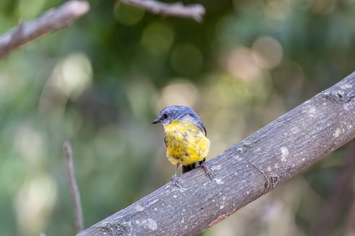 gulbrystflueskvett - ML645913180