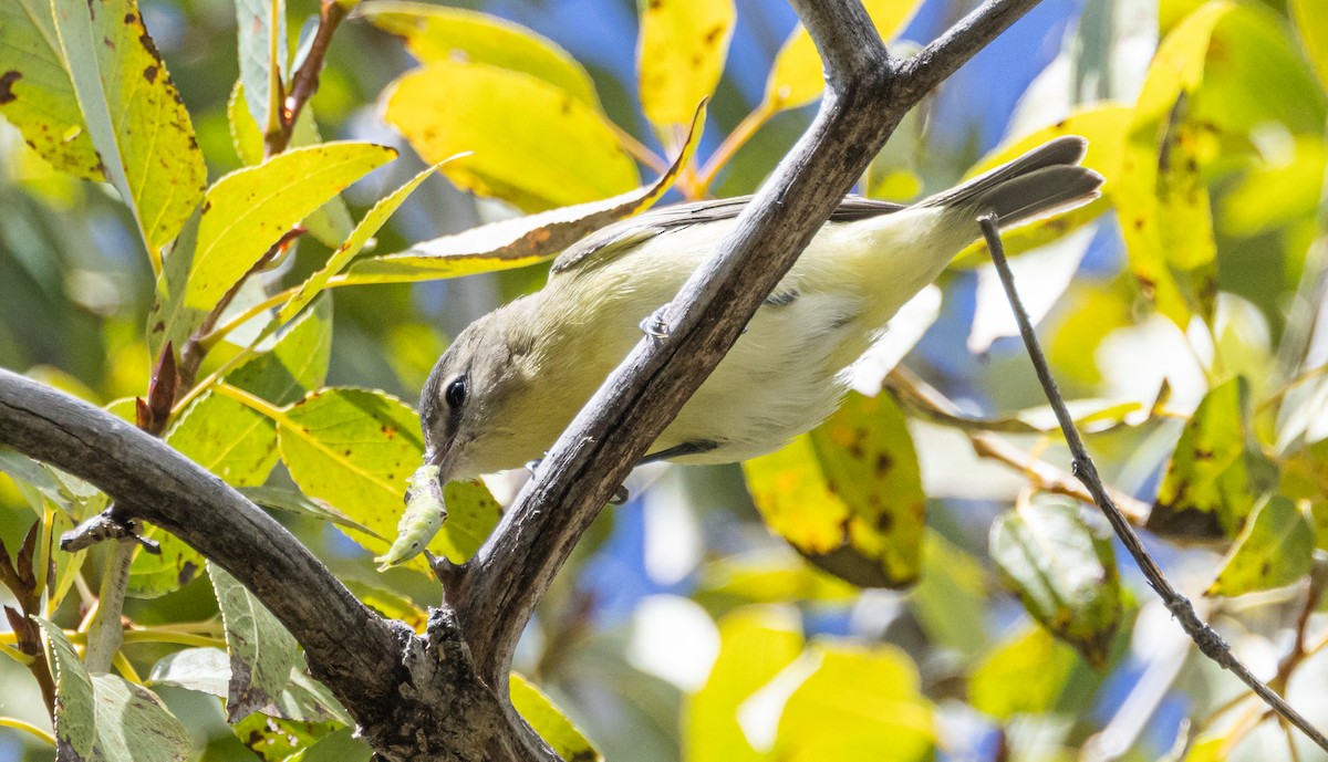 Bireo filadelfiarra - ML645913183