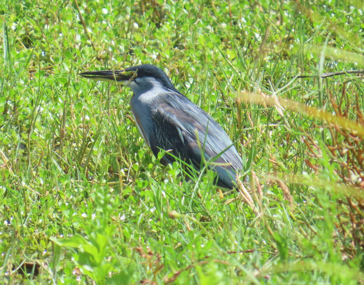 Striated Heron - ML645913190