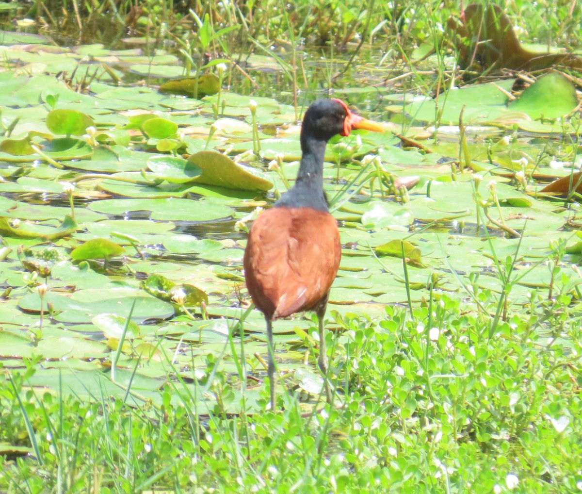 Wattled Jacana - ML645913193