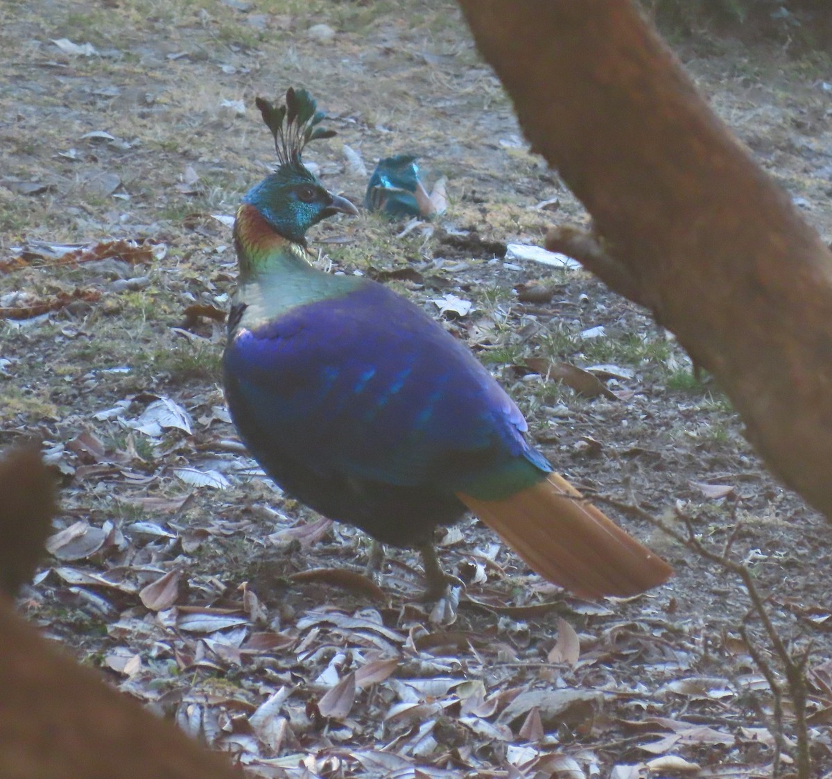 Himalayan Monal - ML645913194