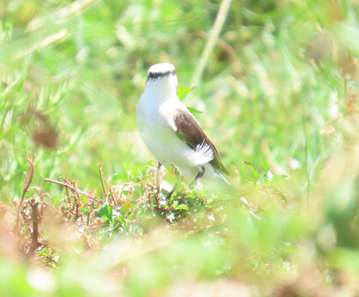 Masked Water-Tyrant - ML645913196