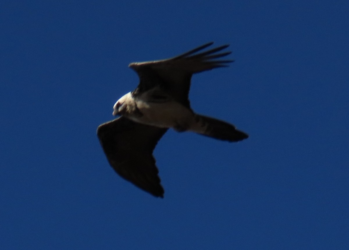 Bearded Vulture - ML645913198