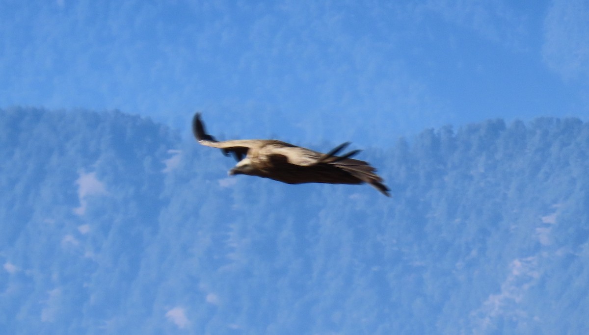 sup hnědý - ML645913201