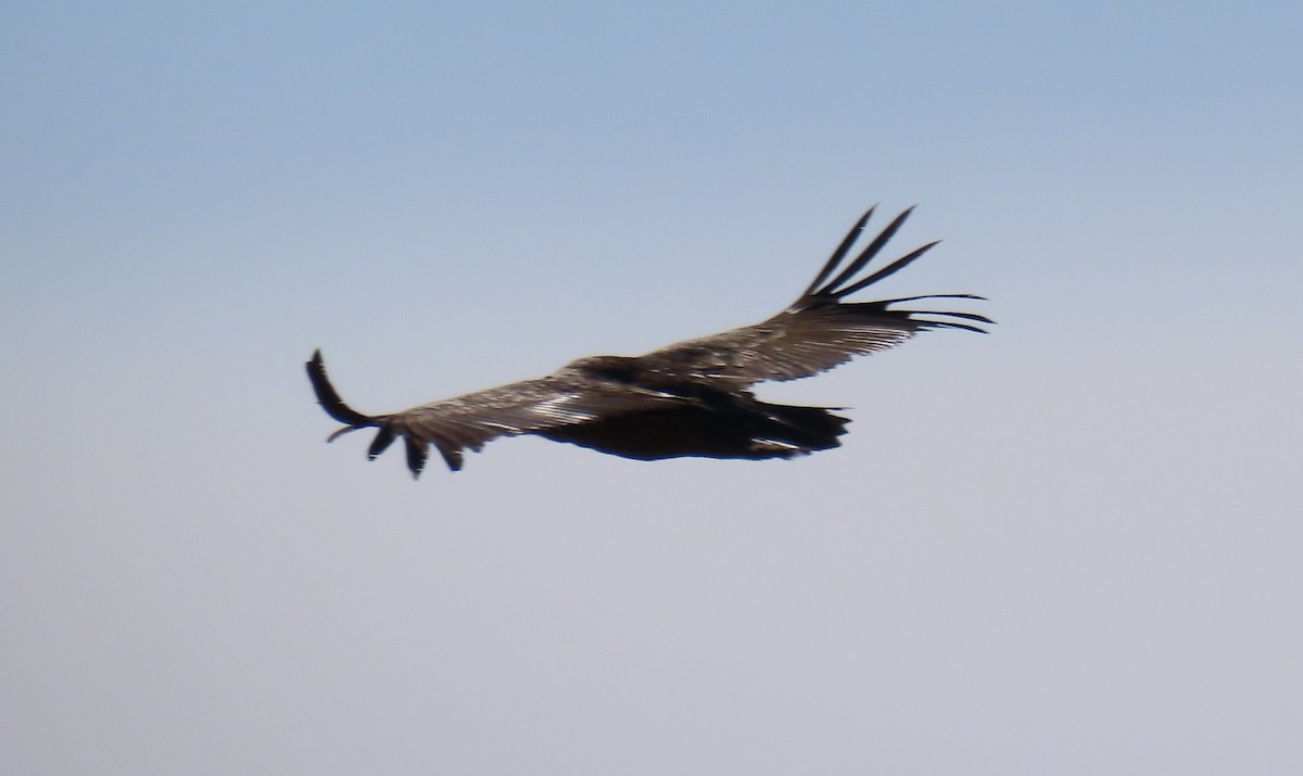 sup hnědý - ML645913202