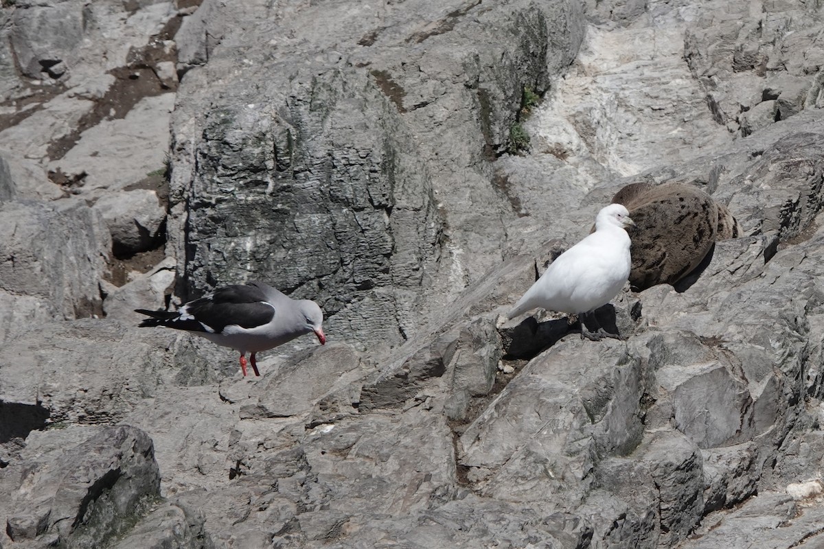 Snowy Sheathbill - ML645913204