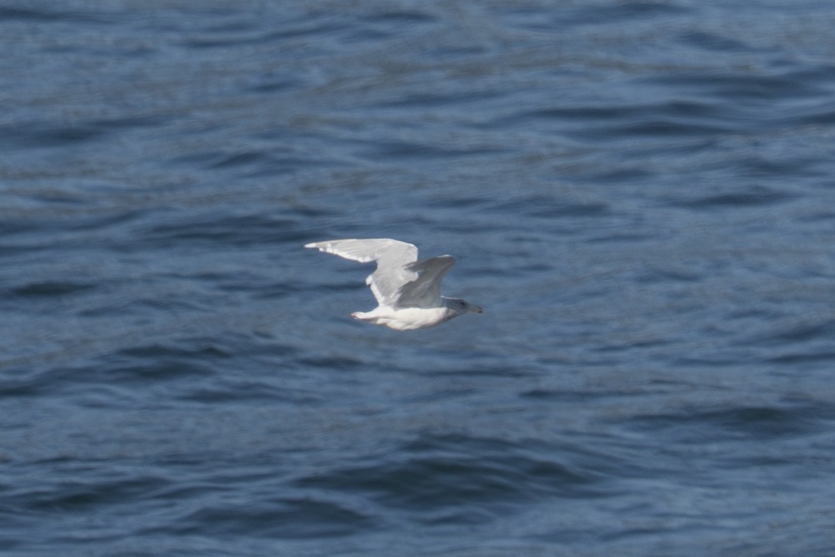 gull sp. - ML645913212