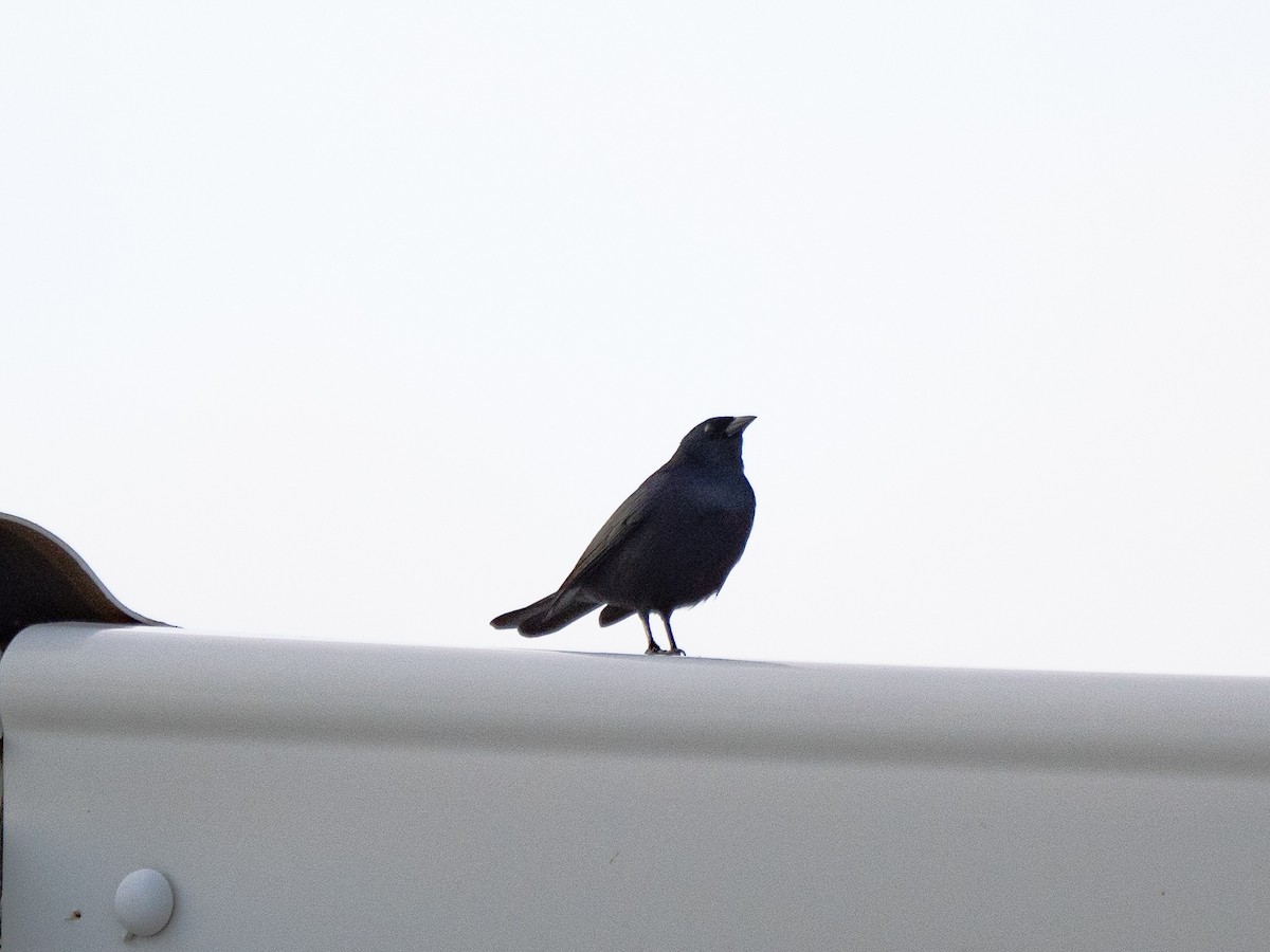 Cuban Blackbird - ML645913216