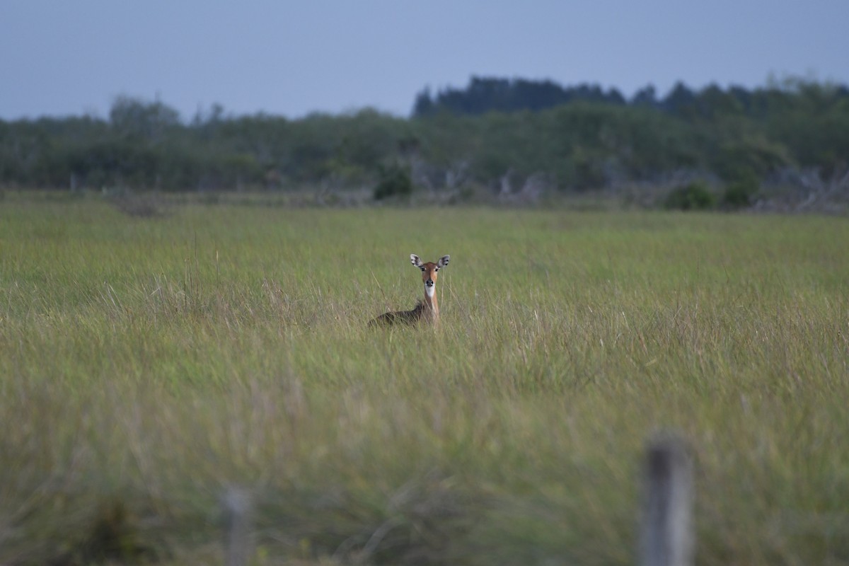 Nilgai - ML645913217