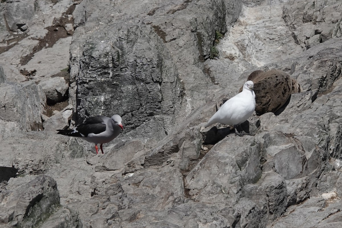 Snowy Sheathbill - ML645913223